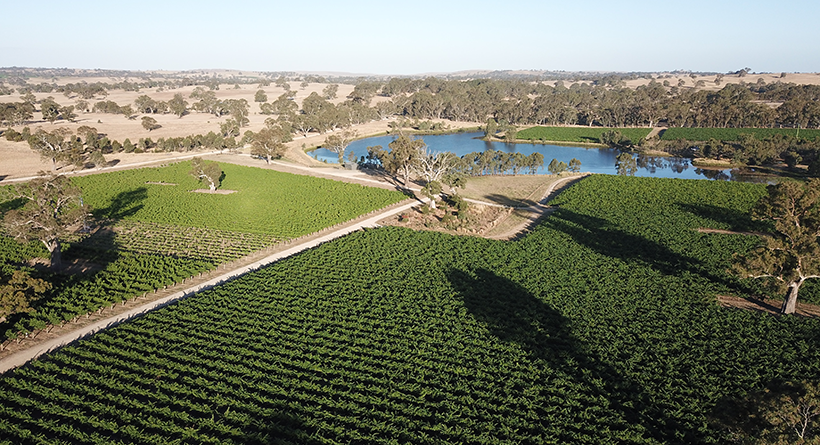 Stage Door Wine Co Vineyard